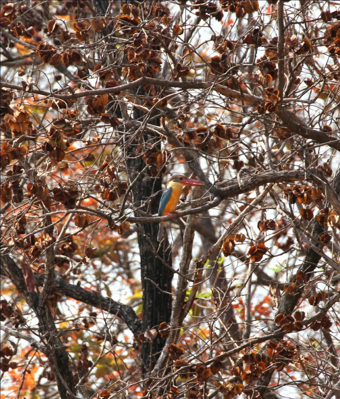 Photo of Satpura National Park By Saumy Nagayach