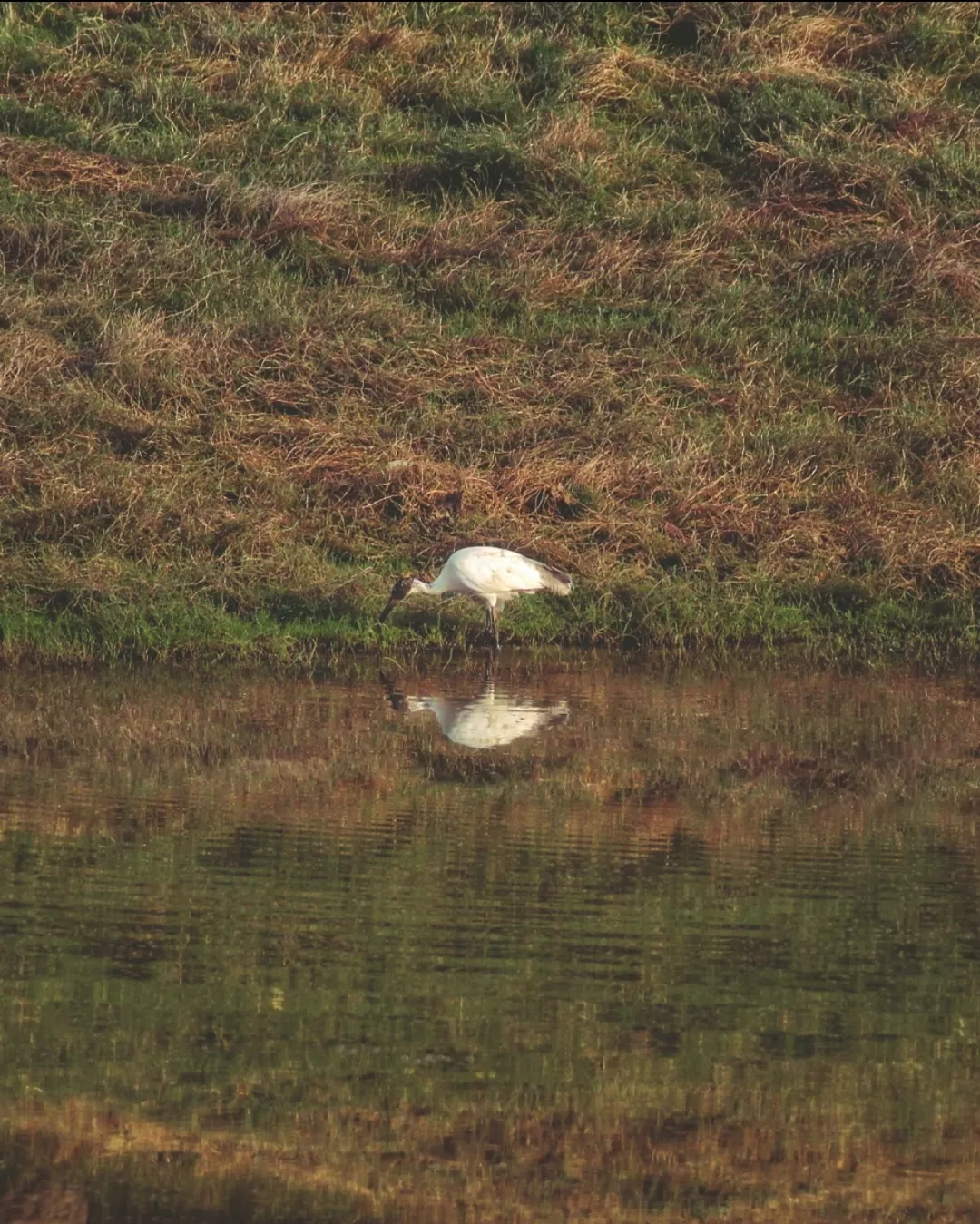 Photo of Satpura National Park By Saumy Nagayach