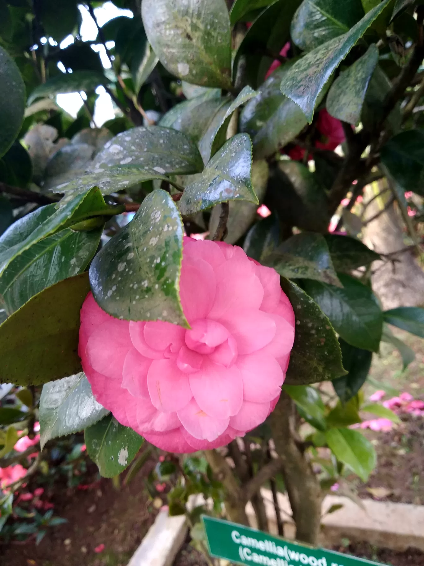 Photo of Rose Garden By Dr Neeraj Garg