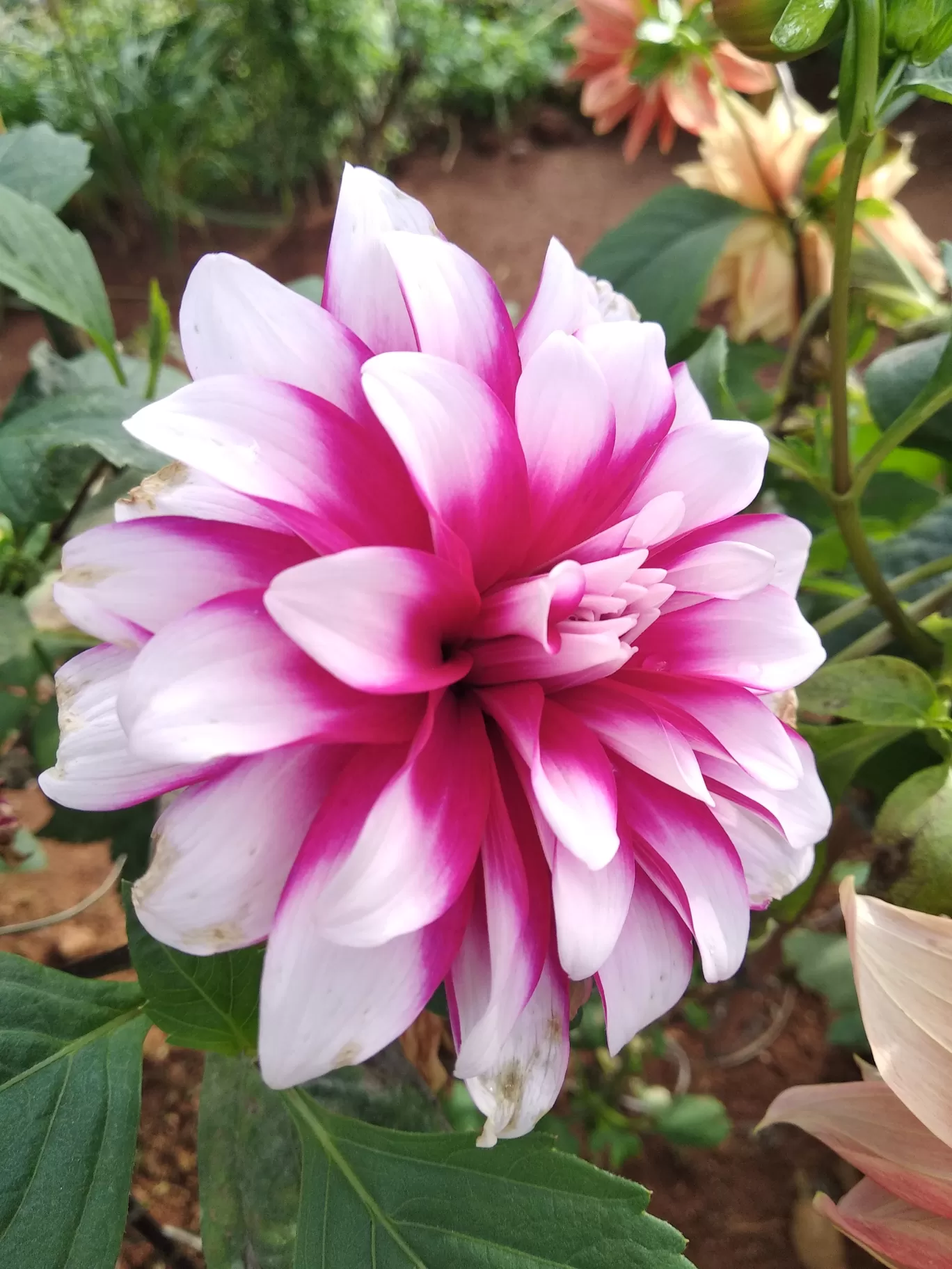 Photo of Rose Garden By Dr Neeraj Garg