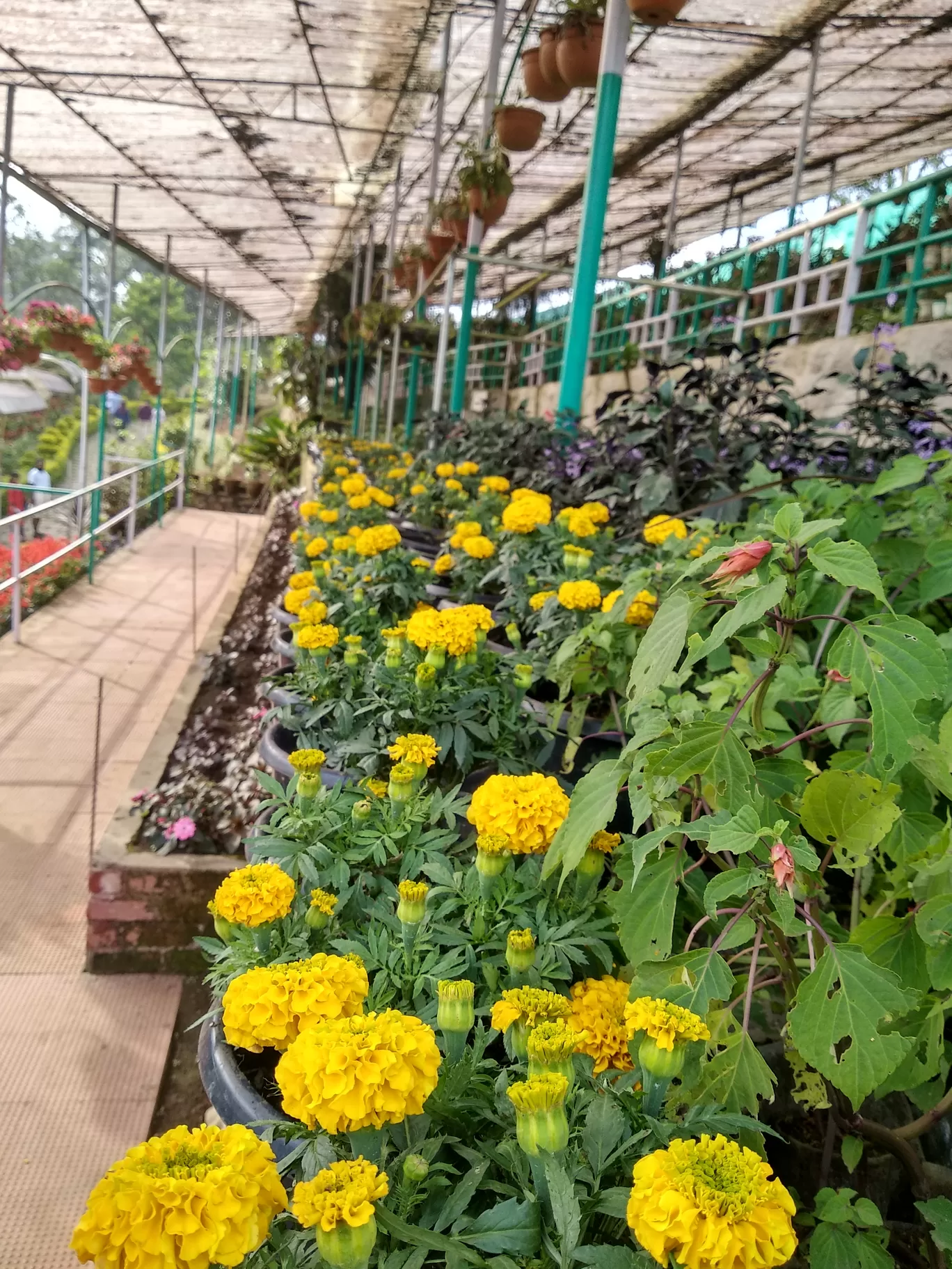 Photo of Rose Garden By Dr Neeraj Garg