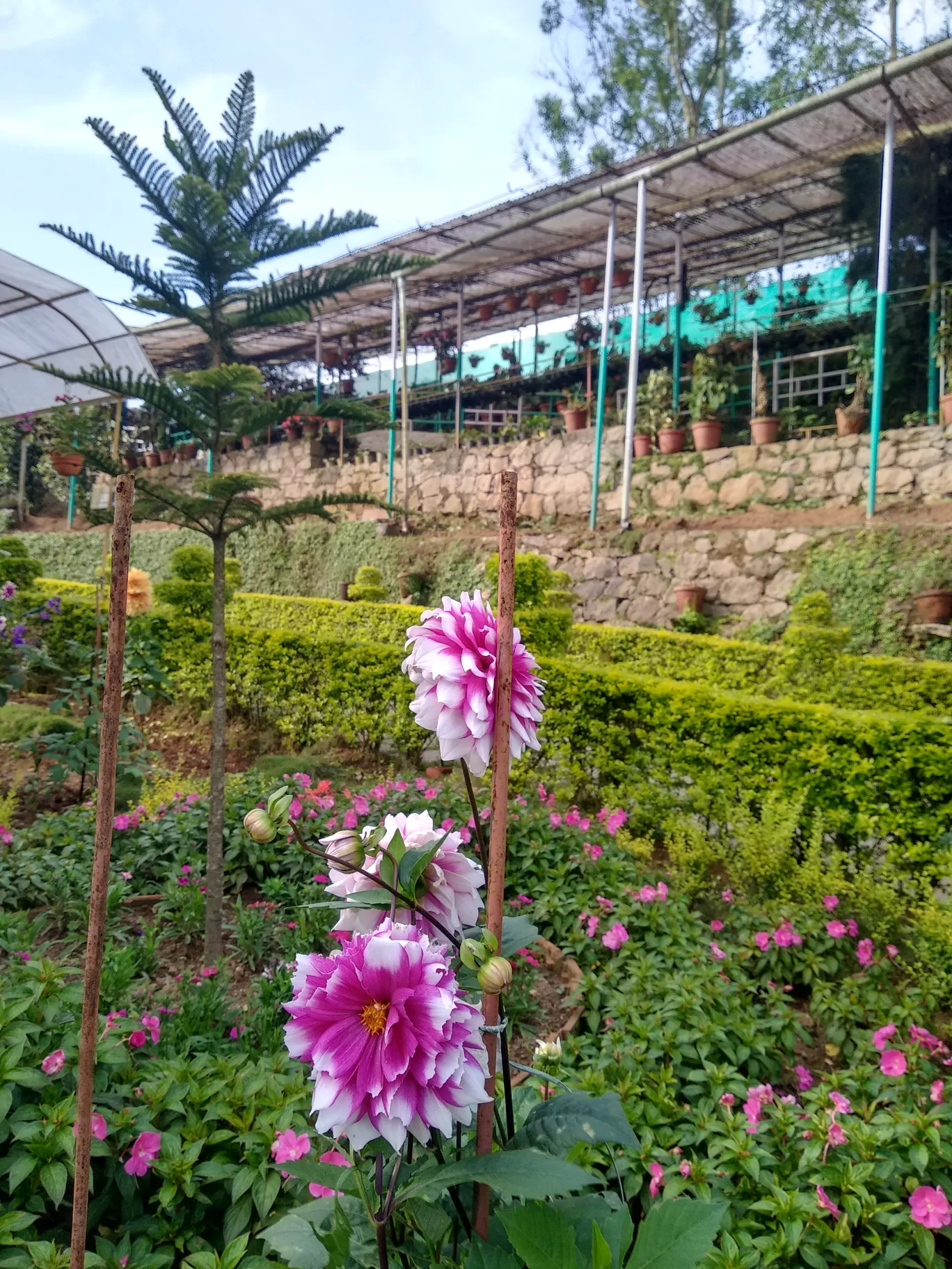 Photo of Rose Garden By Dr Neeraj Garg