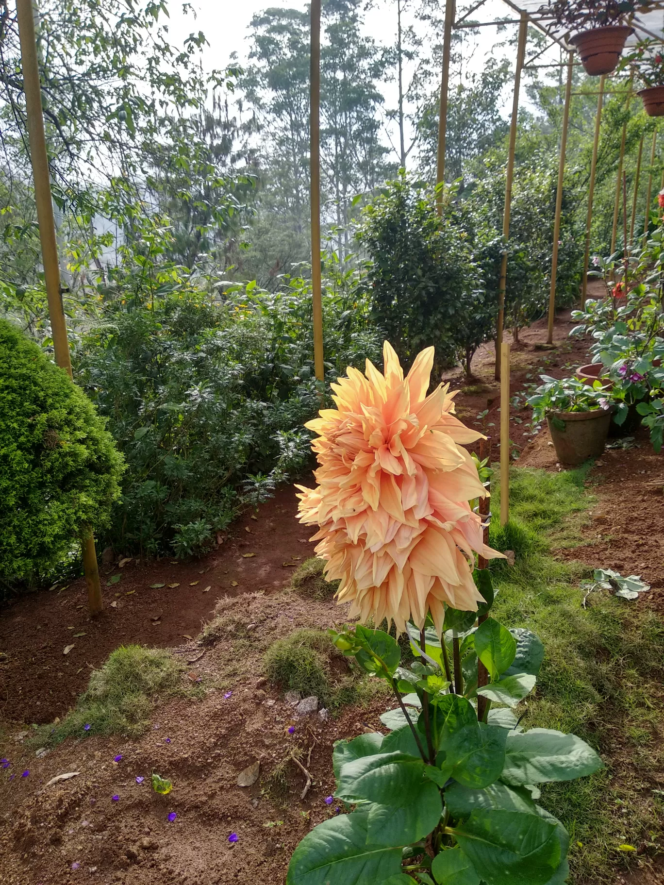 Photo of Rose Garden By Dr Neeraj Garg