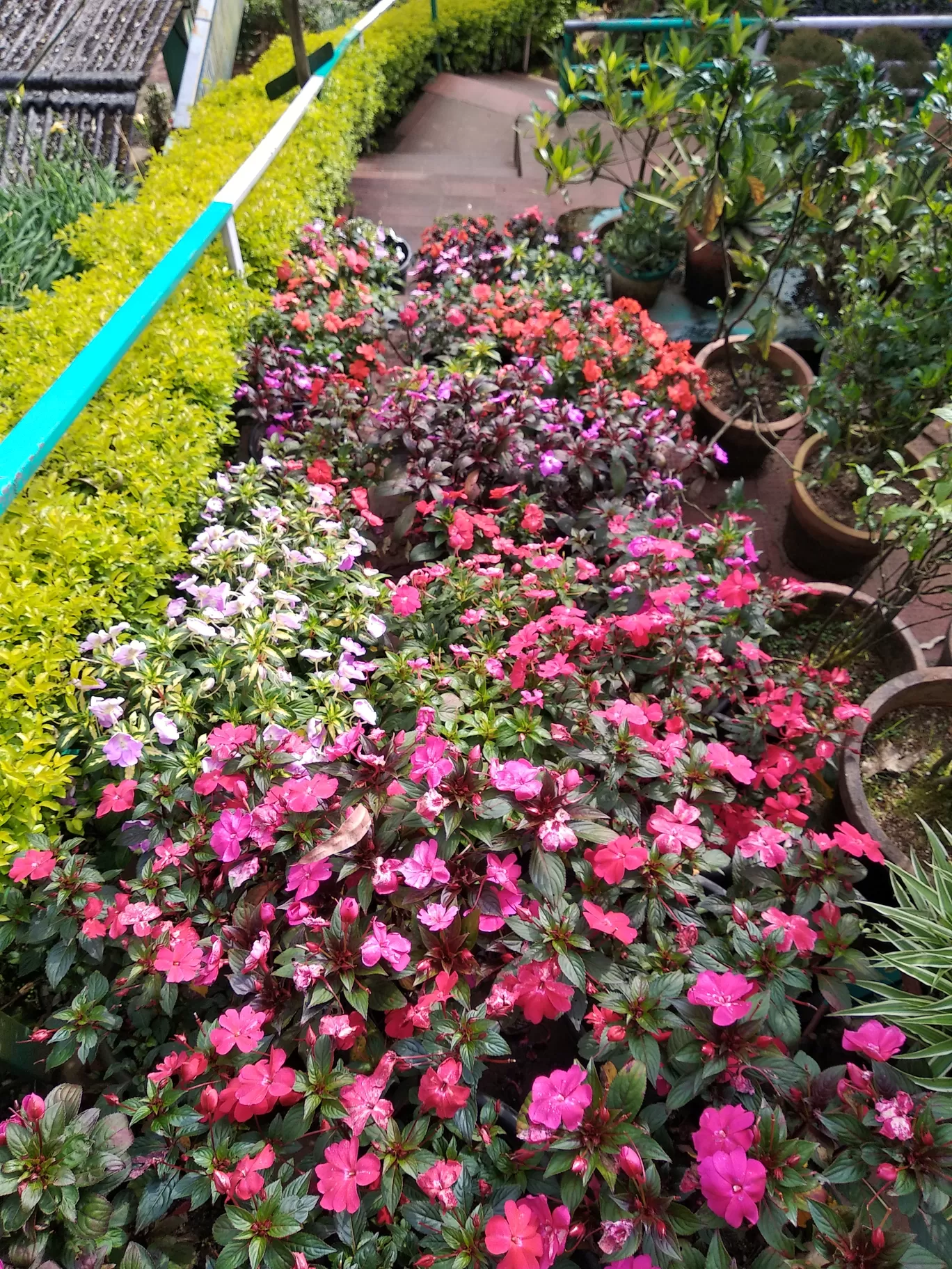 Photo of Rose Garden By Dr Neeraj Garg