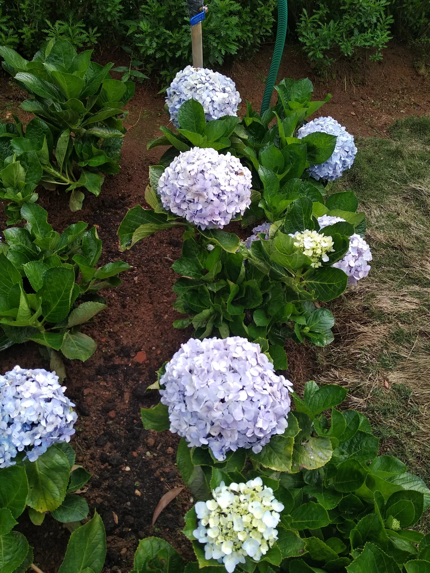 Photo of Rose Garden By Dr Neeraj Garg