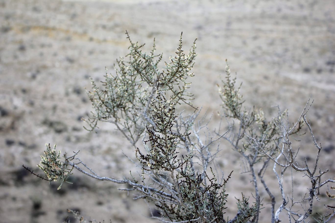 Photo of Wadi Peres, Southern District, Israel By Anna Nodelman Yanitsky