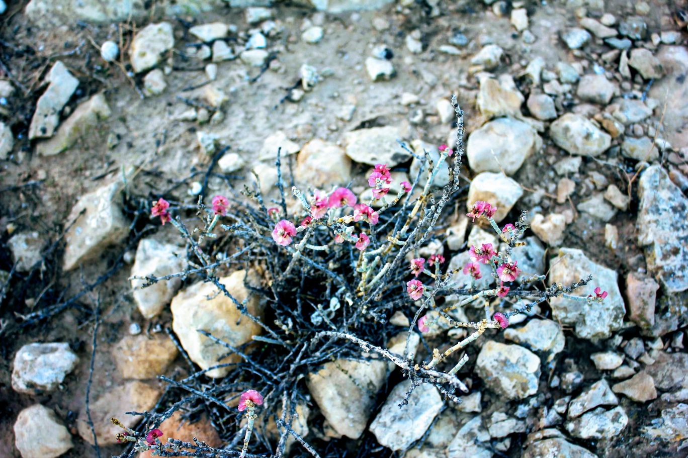 Photo of Wadi Peres, Southern District, Israel By Anna Nodelman Yanitsky