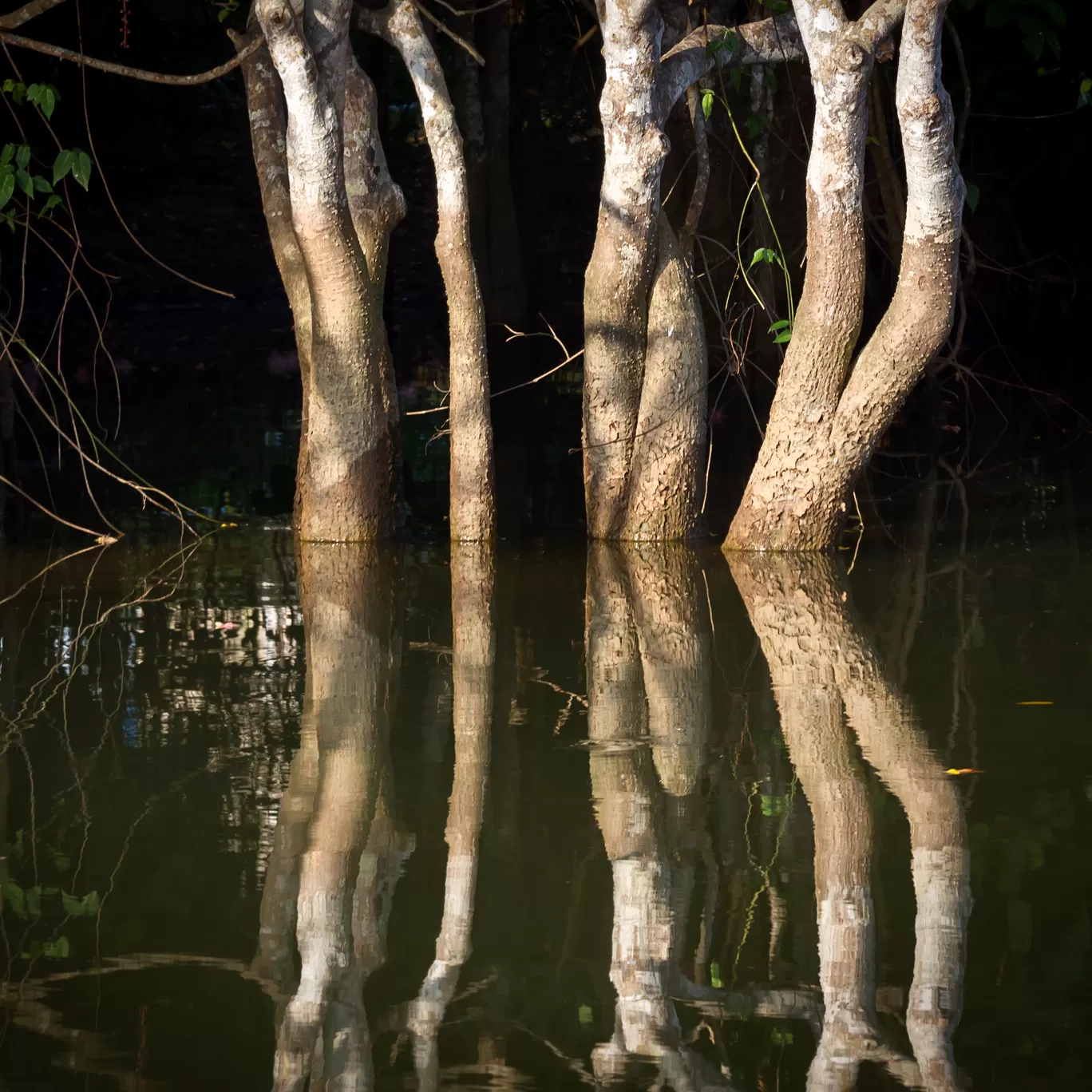 Photo of Neyyar By Puneet Verma