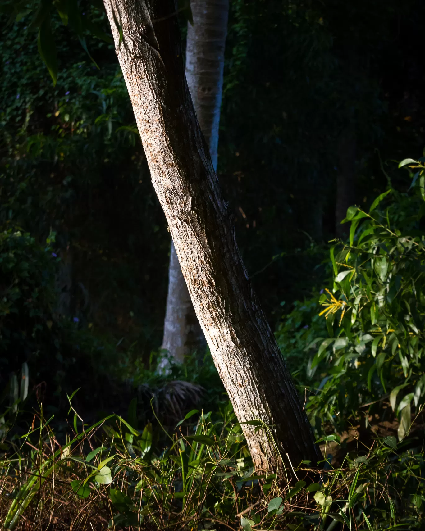 Photo of Neyyar By Puneet Verma