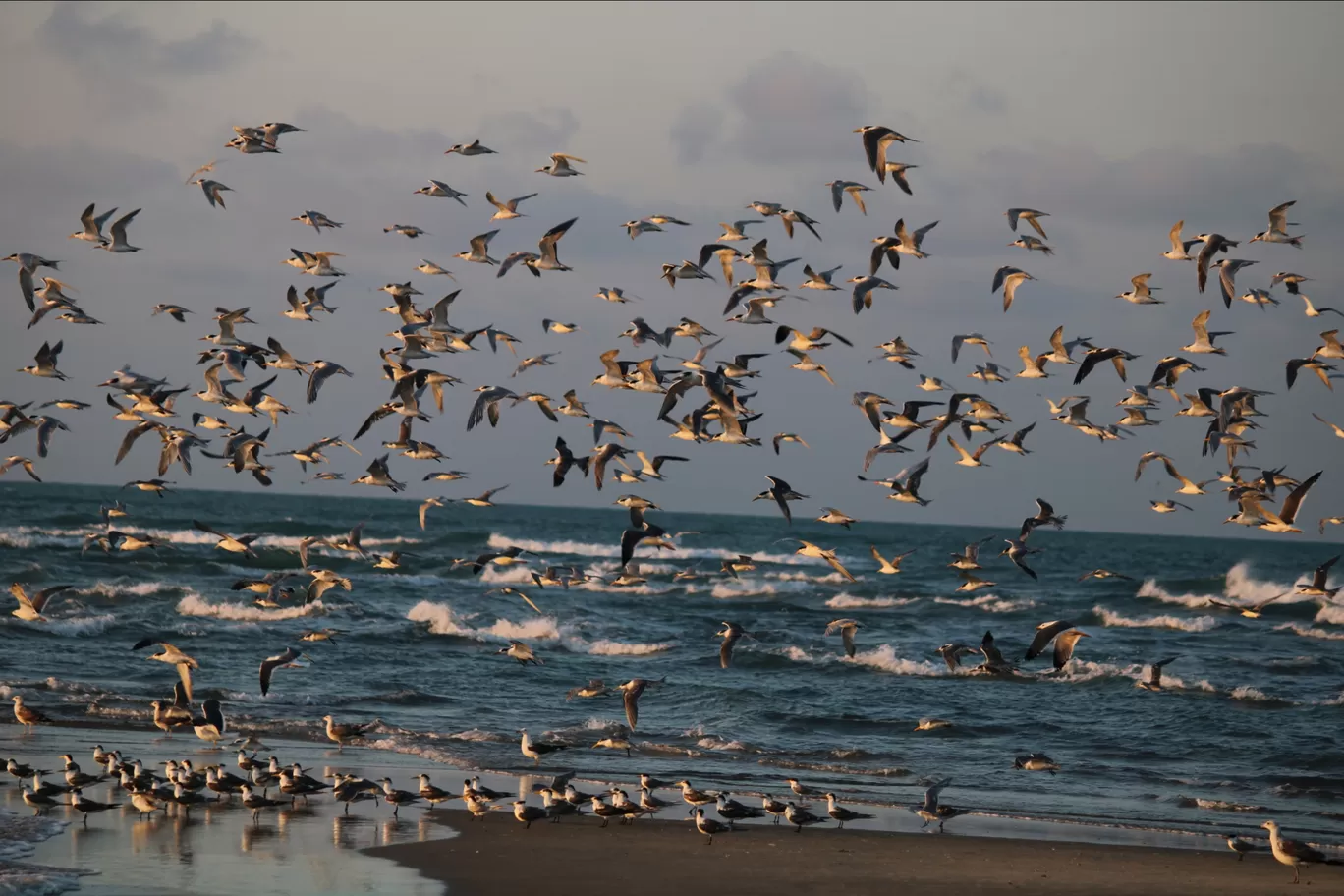 Photo of Dhanushkodi By Prabin Premrajan