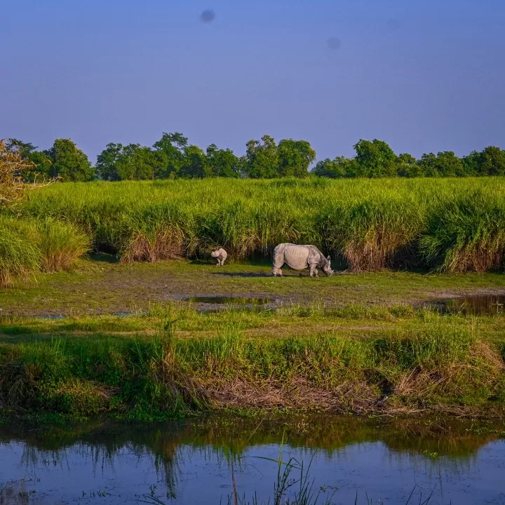 Photo of Kaziranga National Park By Deboleena Sen