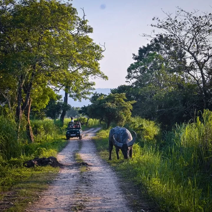 Photo of Kaziranga National Park By Deboleena Sen