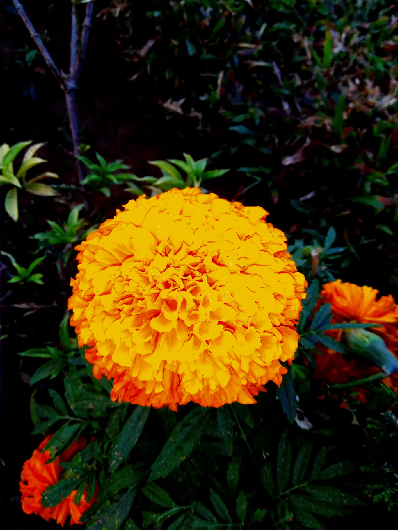 Photo of Puri By HOTEL SHREEHARI, PURI
