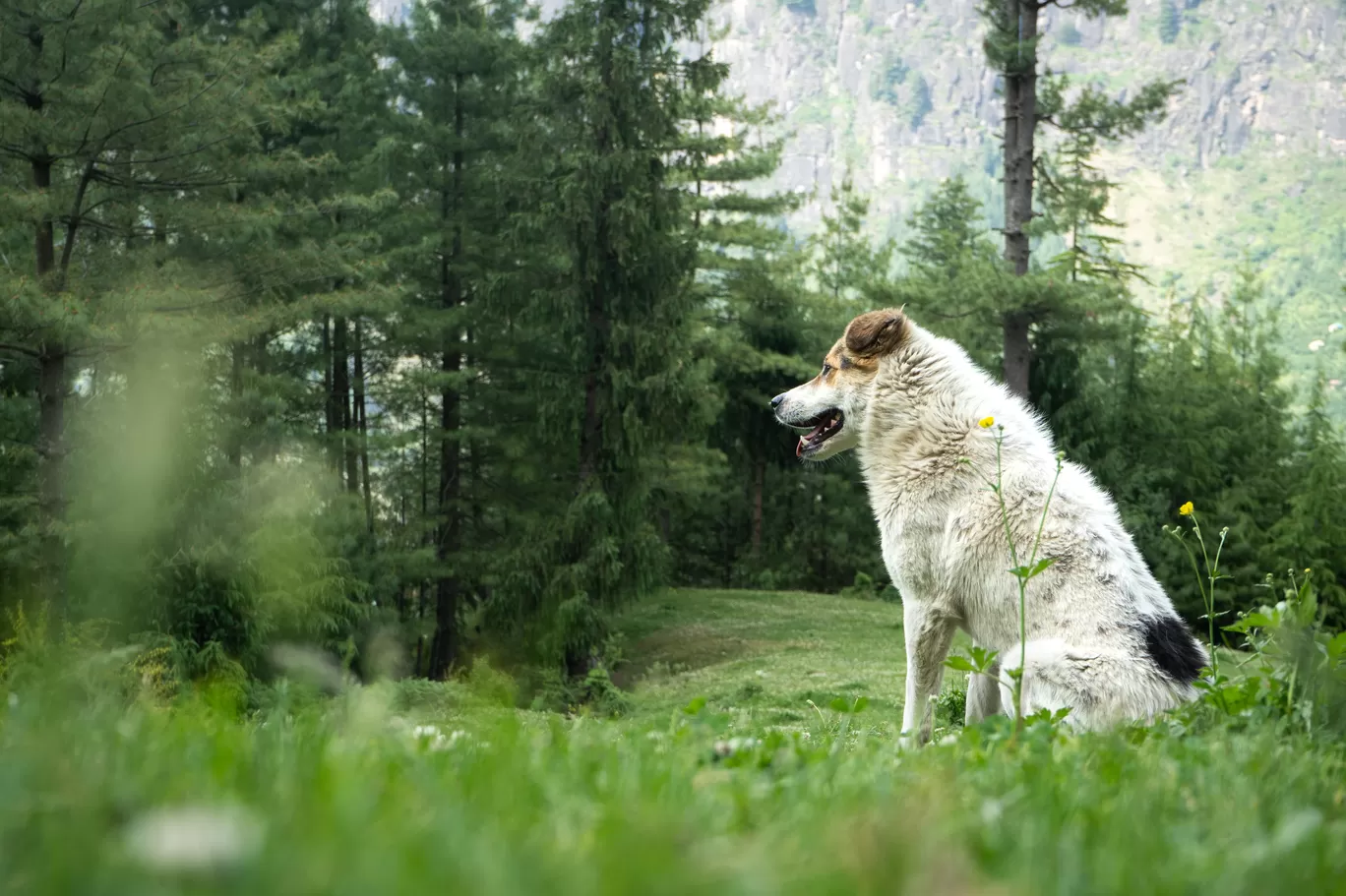 Photo of Manali By Nayan Khandelwal