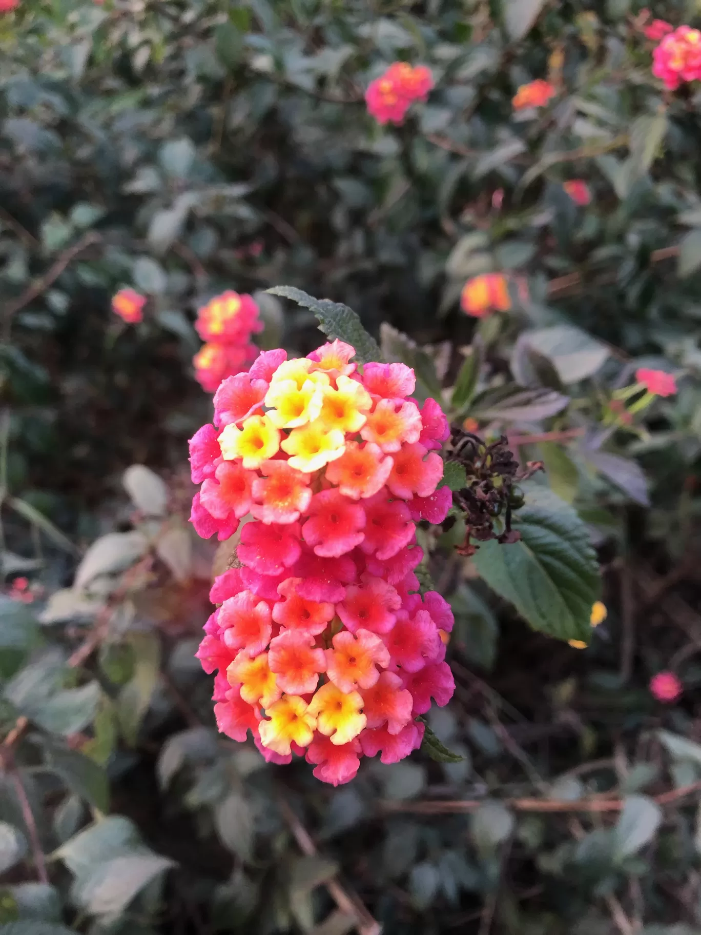 Photo of Shillong By rohit.chhabra16
