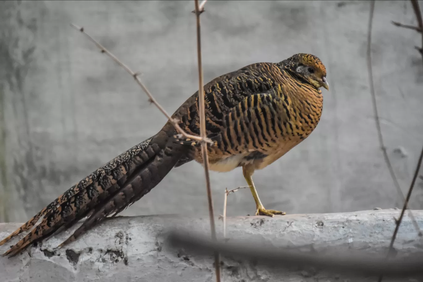 Photo of Chhatbir Zoo By Hiking singh