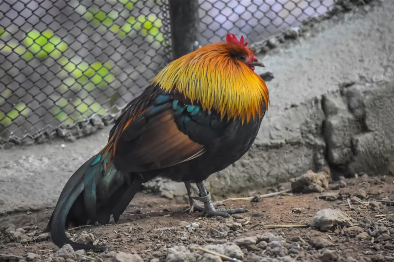 Photo of Chhatbir Zoo By Hiking singh