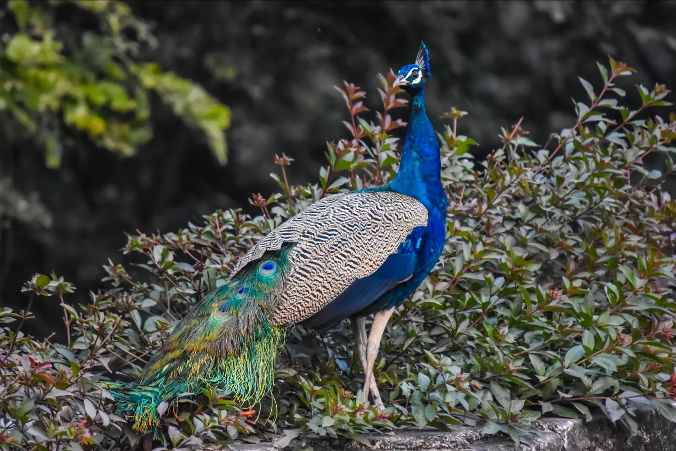 Photo of Chhatbir Zoo By Hiking singh
