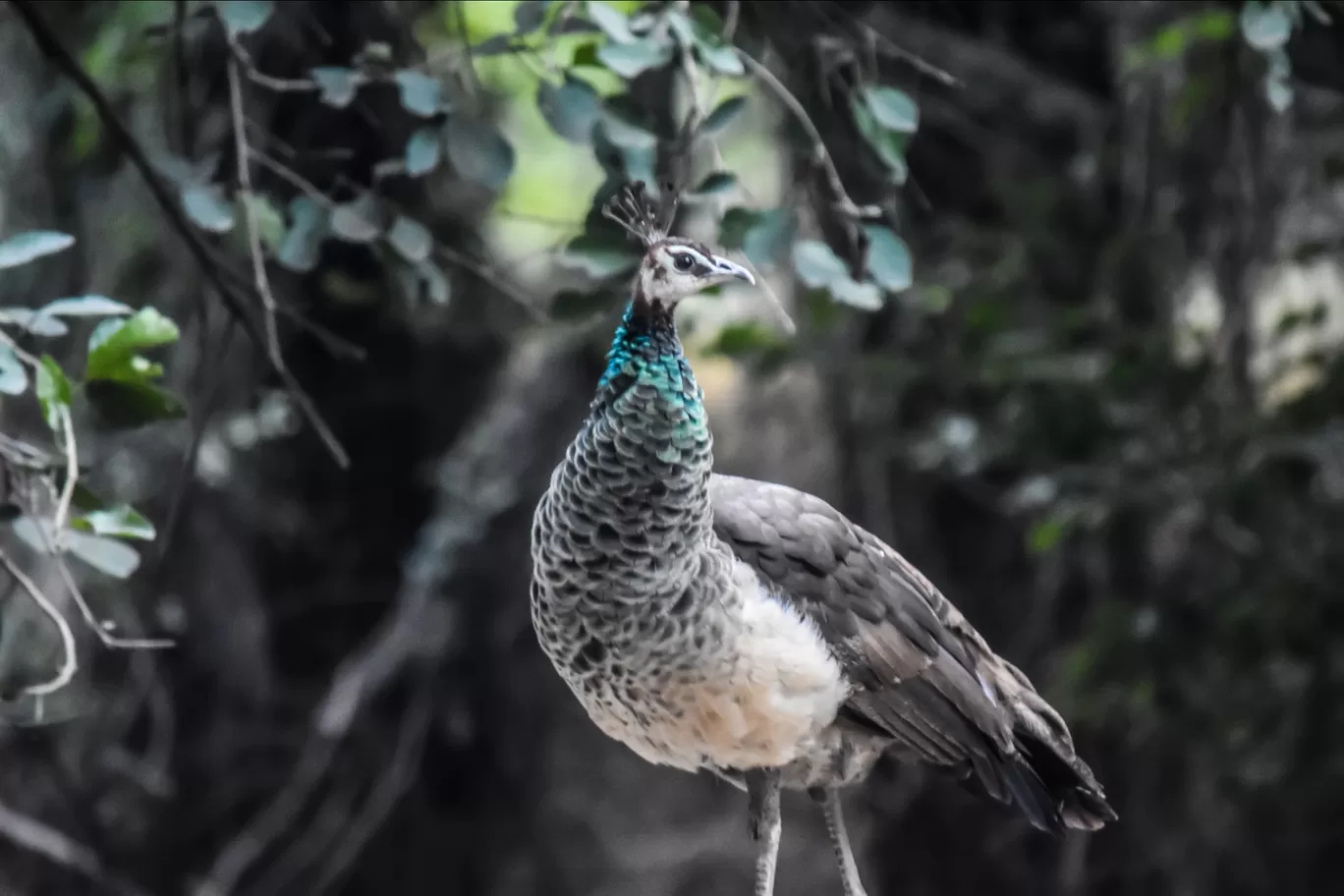 Photo of Chhatbir Zoo By Hiking singh