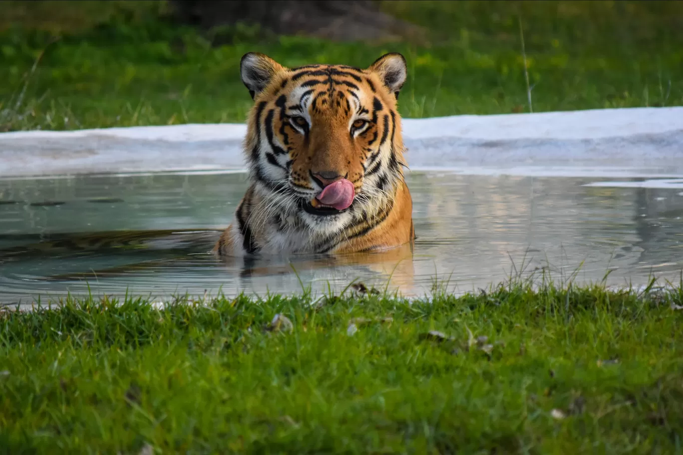 Photo of Chhatbir Zoo By Hiking singh