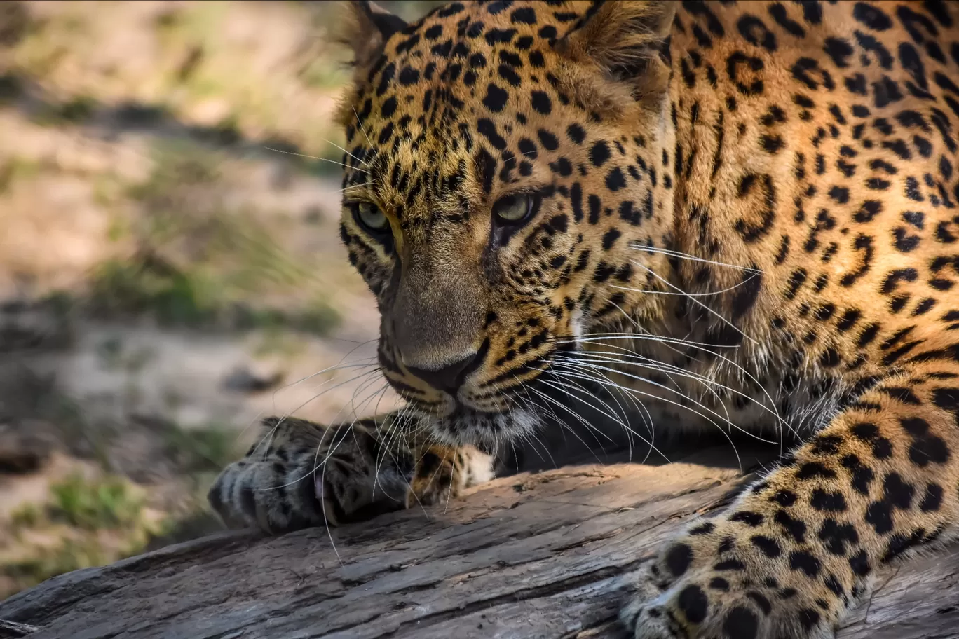 Photo of Chhatbir Zoo By Hiking singh