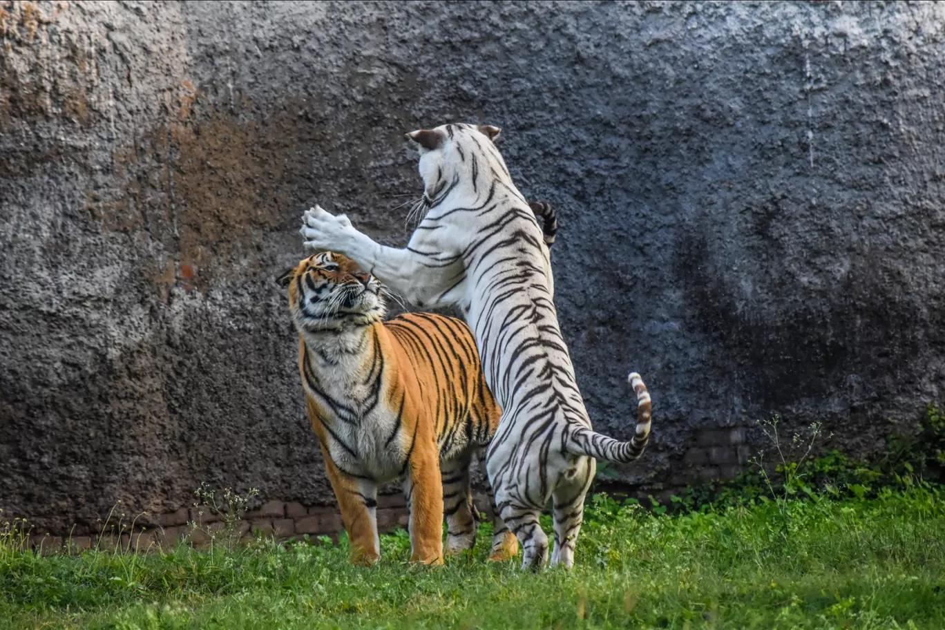 Photo of Chhatbir Zoo By Hiking singh