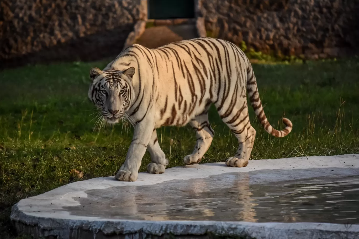 Photo of Chhatbir Zoo By Hiking singh