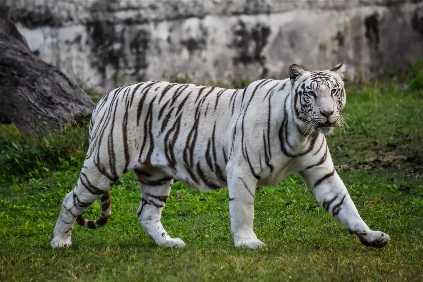 Photo of Chhatbir Zoo By Hiking singh