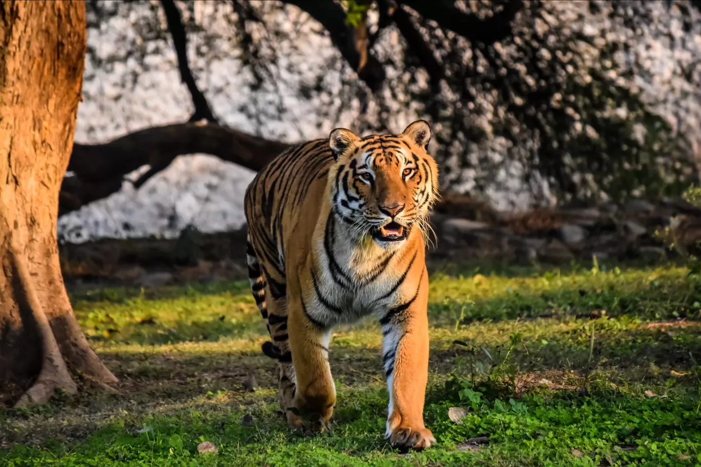Photo of Chhatbir Zoo By Hiking singh