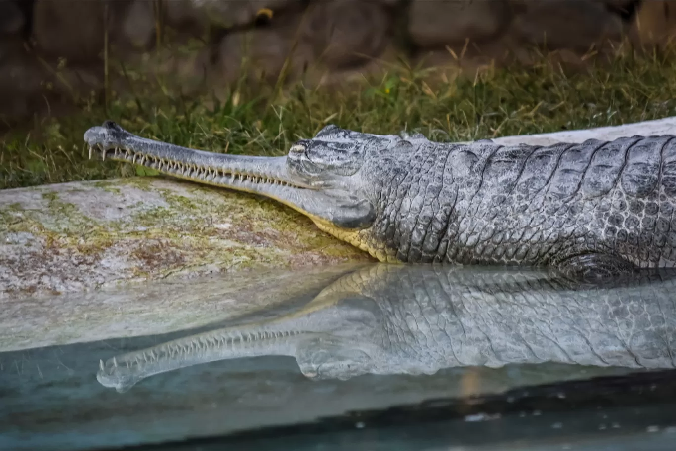 Photo of Chhatbir Zoo By Hiking singh
