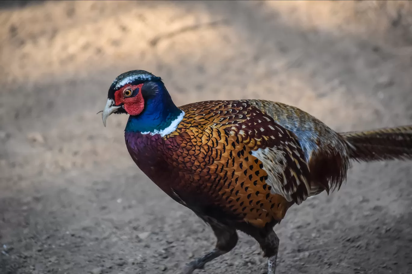 Photo of Chhatbir Zoo By Hiking singh