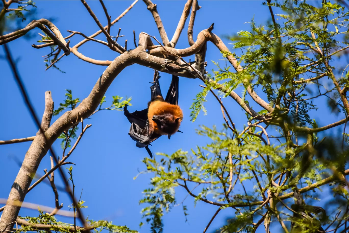 Photo of Chhatbir Zoo By Hiking singh