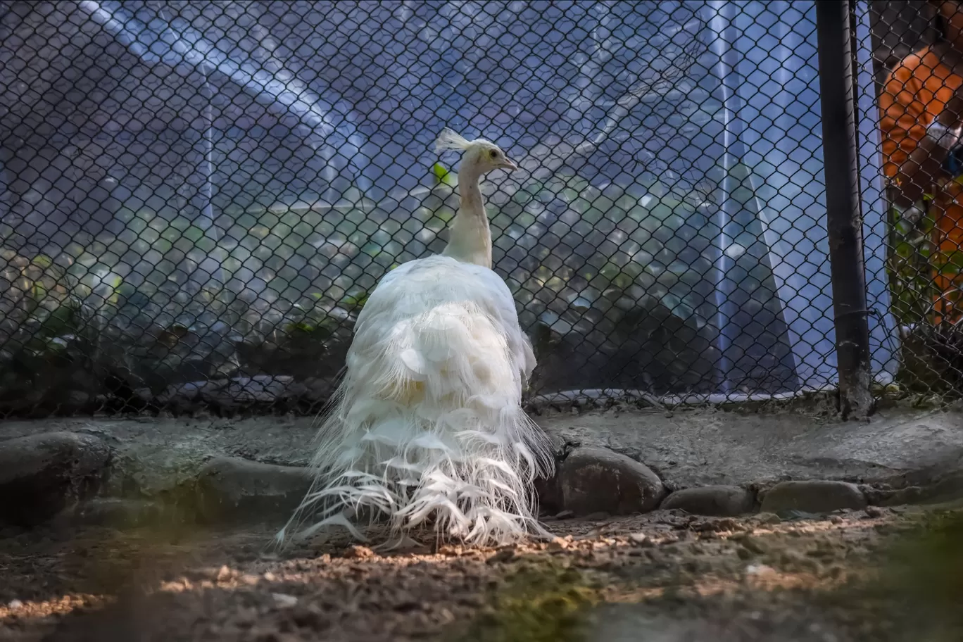 Photo of Chhatbir Zoo By Hiking singh