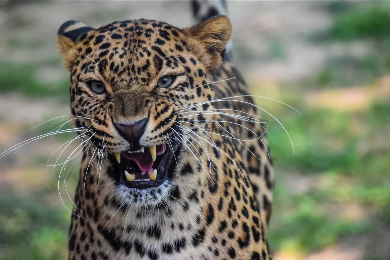 Photo of Chhatbir Zoo By Hiking singh
