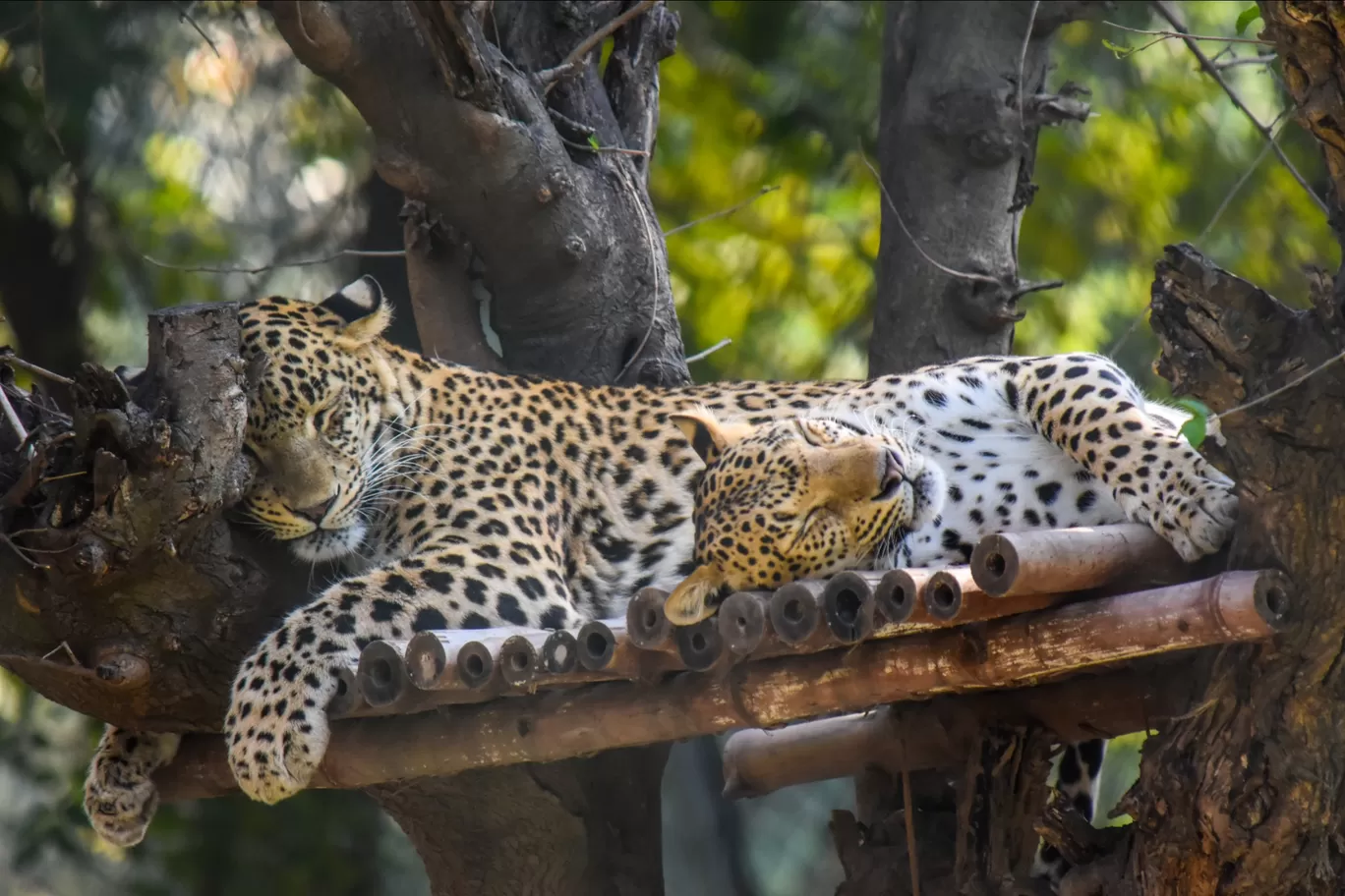 Photo of Chhatbir Zoo By Hiking singh