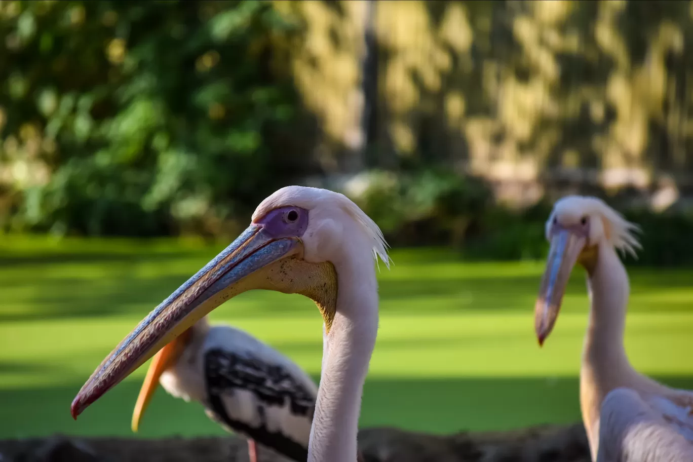 Photo of Chhatbir Zoo By Hiking singh