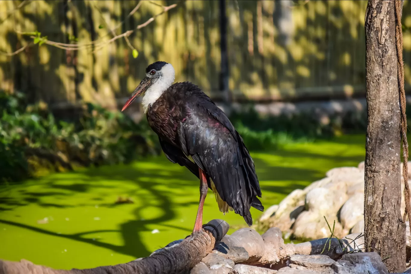 Photo of Chhatbir Zoo By Hiking singh