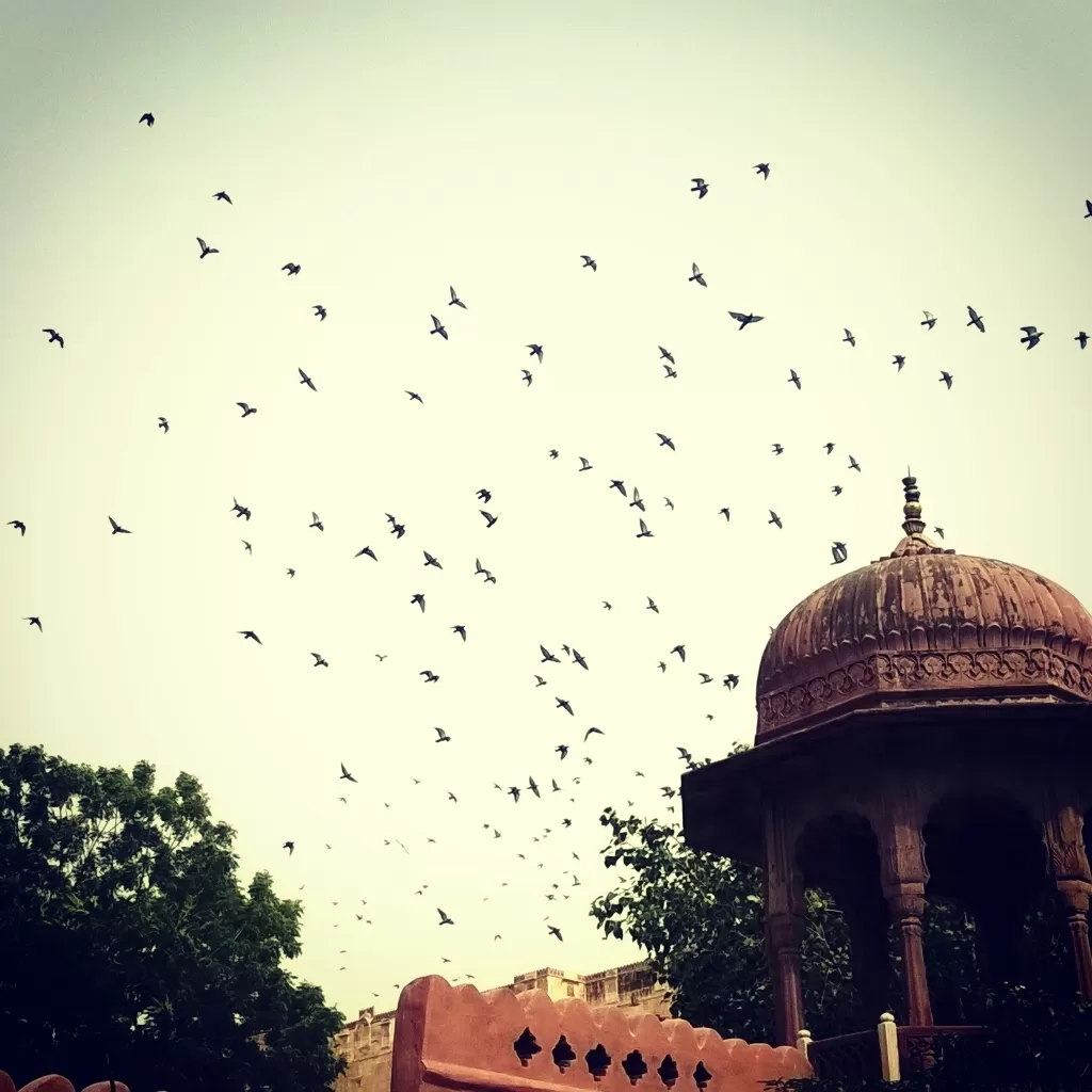 Photo of Junagarh fort By Venturous Eagle 🦅 