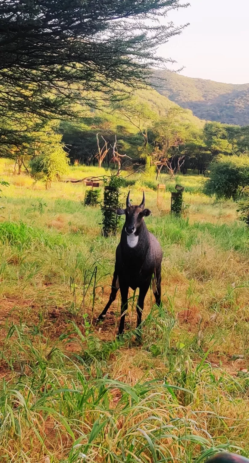 Photo of Jhalana Leopard Reserve By Venturous Eagle 🦅 