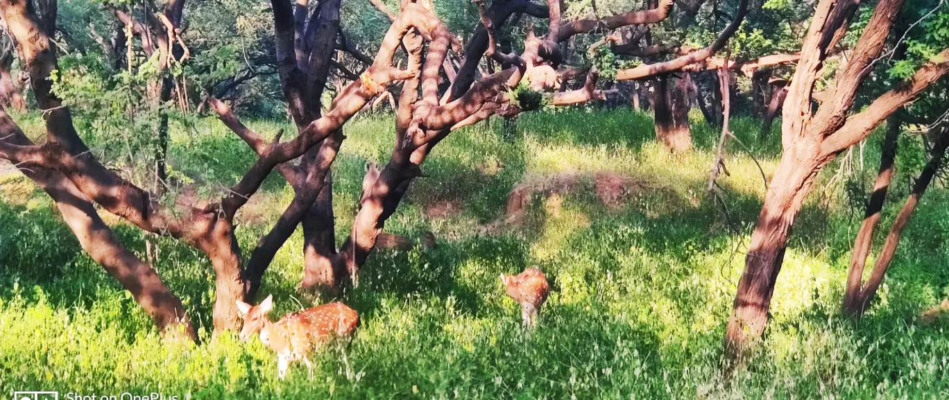 Photo of Jhalana Leopard Reserve By Venturous Eagle 🦅 