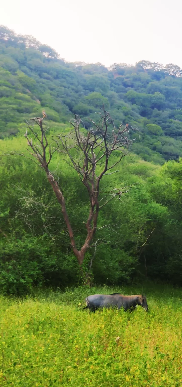 Photo of Jhalana Leopard Reserve By Venturous Eagle 🦅 