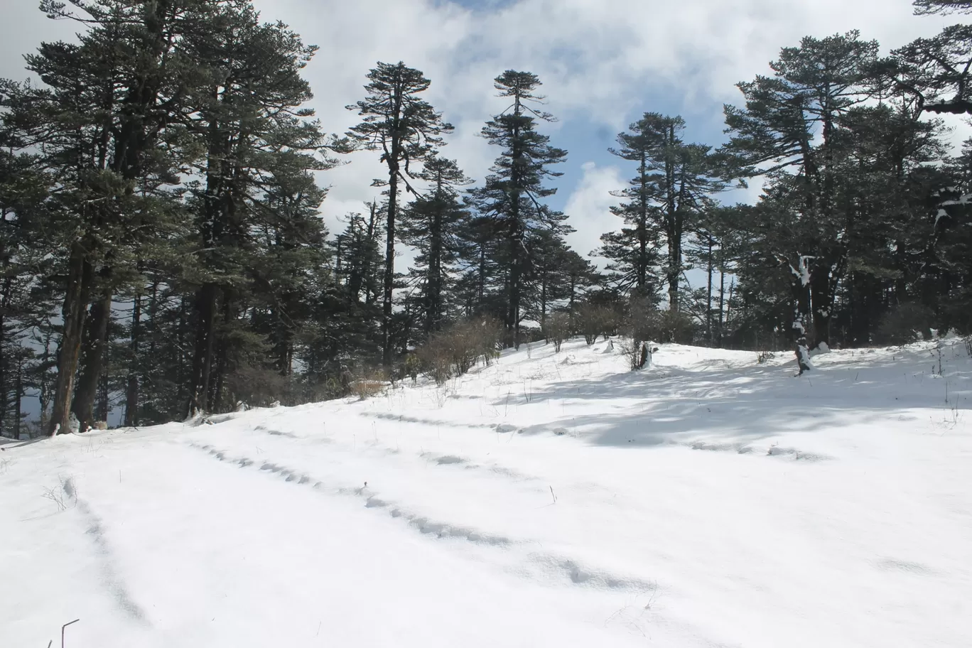 Photo of Sandakhphu By Mrinmoy Koley