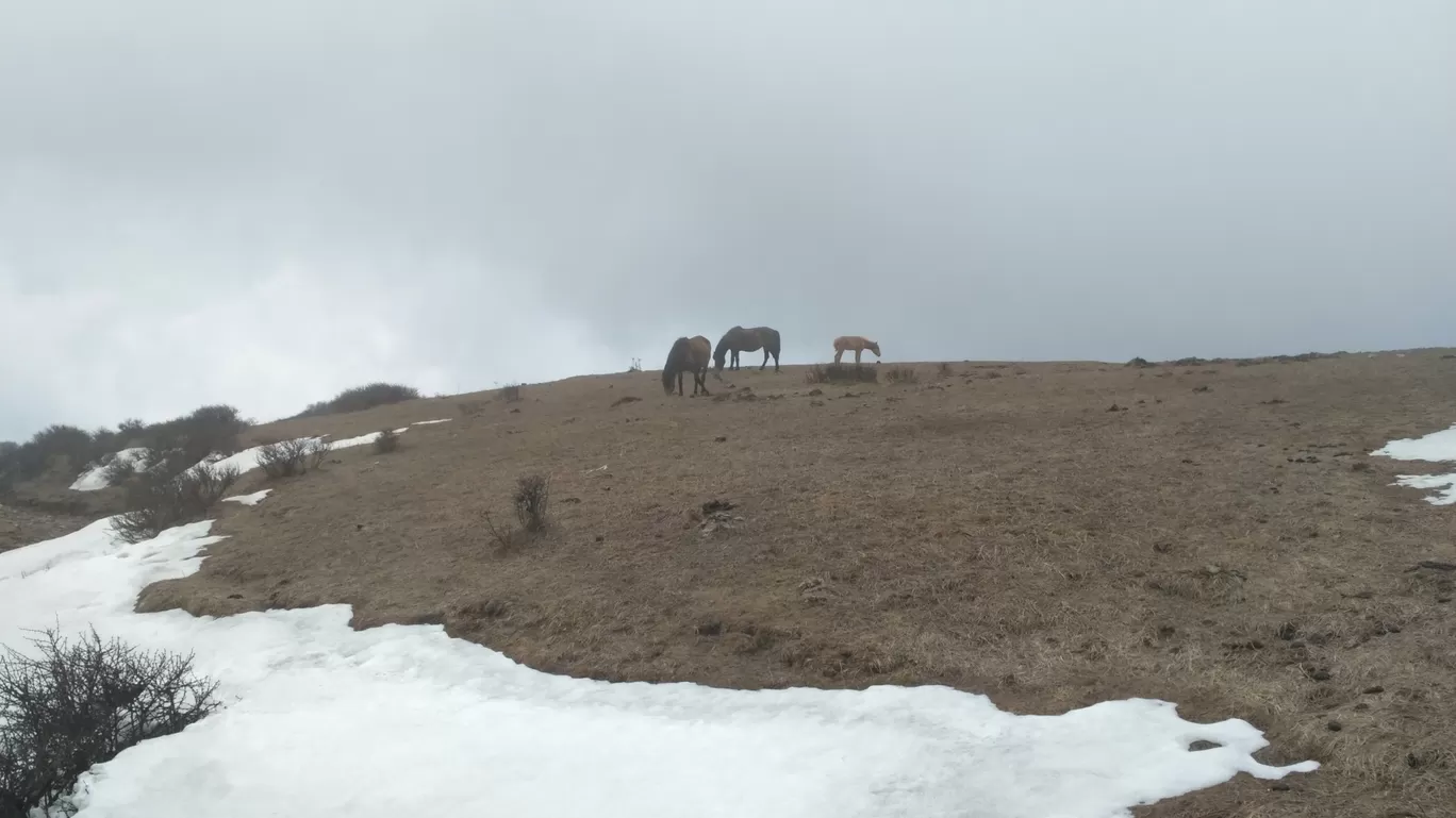 Photo of Sandakhphu By Mrinmoy Koley