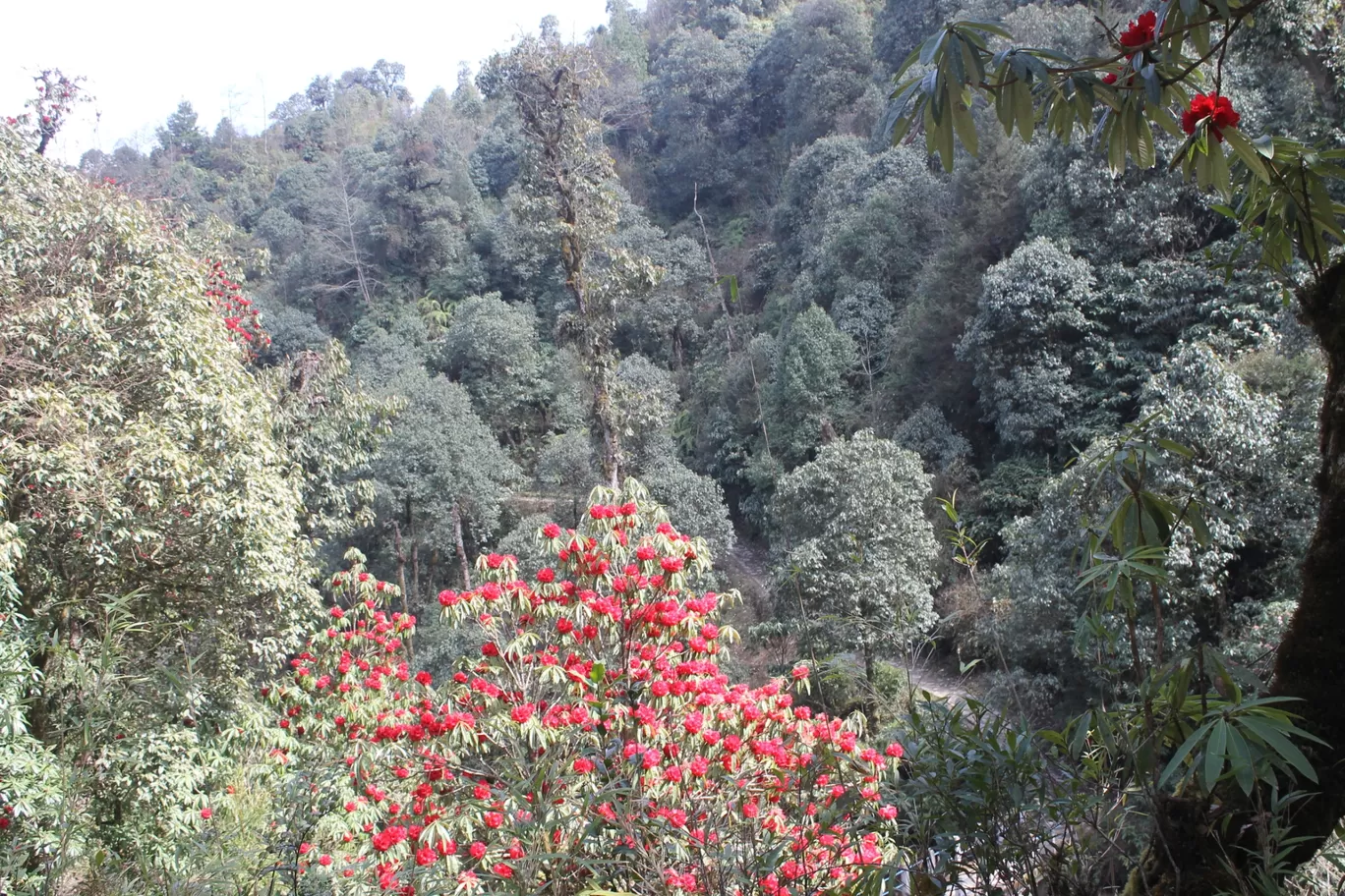 Photo of Sandakhphu By Mrinmoy Koley