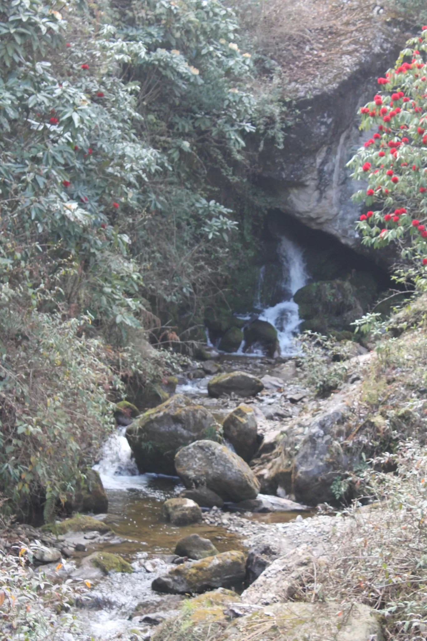 Photo of Sandakhphu By Mrinmoy Koley