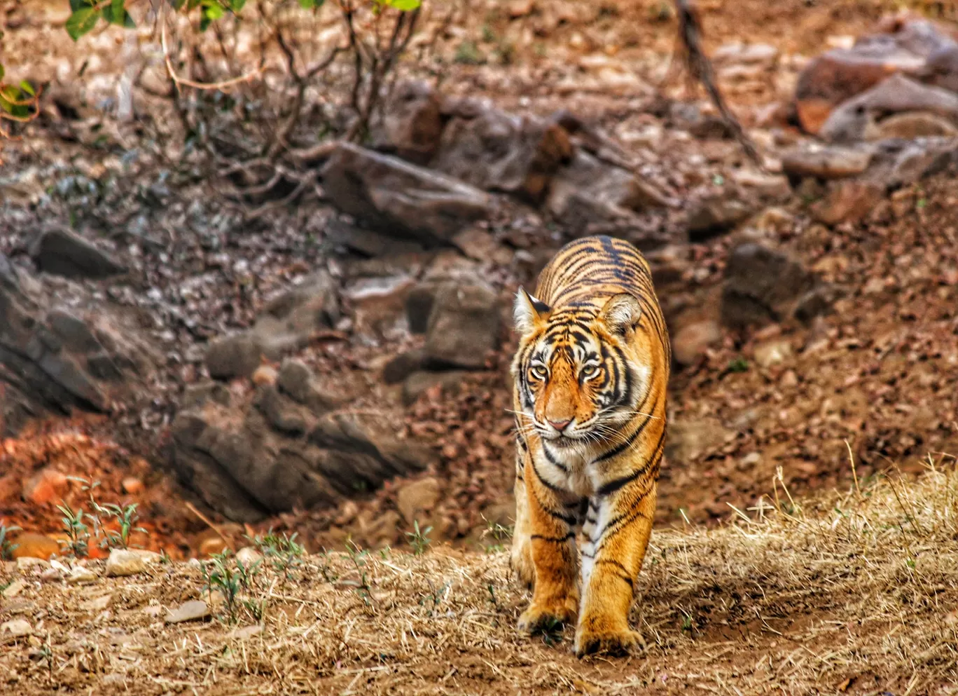 Photo of Ranthambore National Park By Nupur