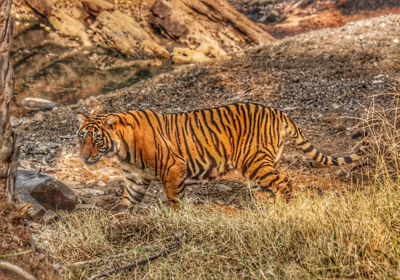 Photo of Ranthambore National Park By Nupur