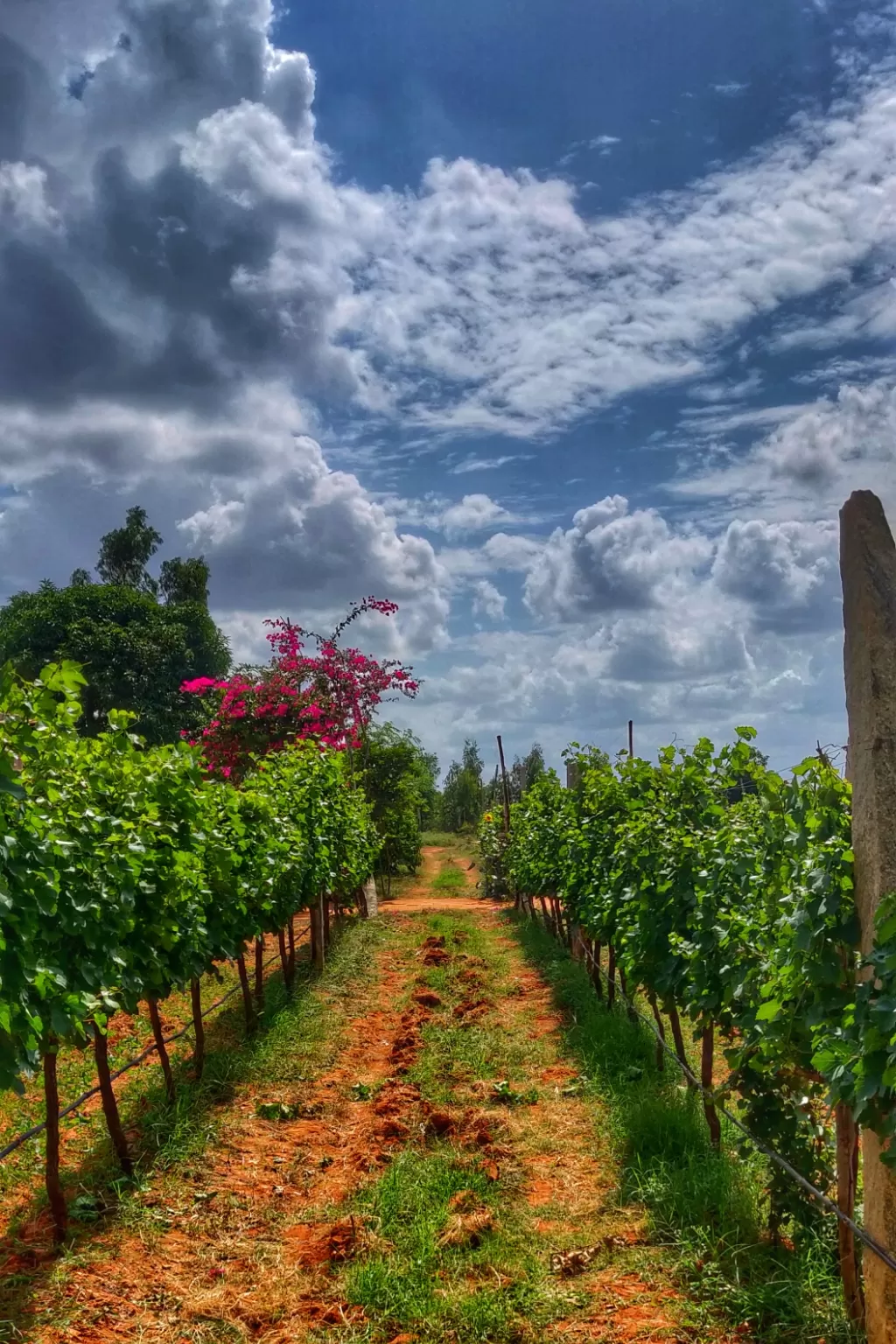 Photo of Grover Zampa Vineyards By Nupur