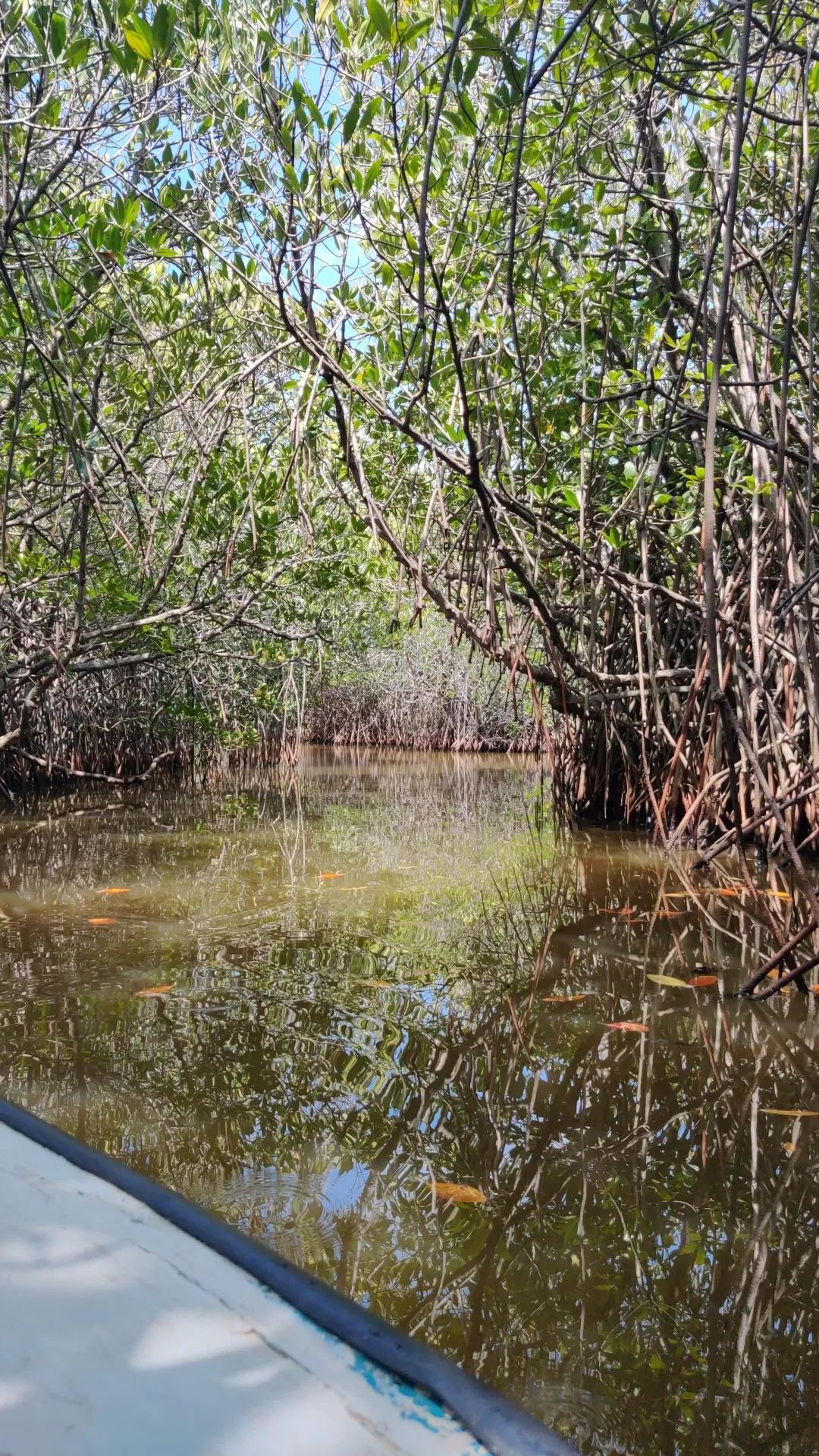 Photo of Mangrove Forest By Yeshwanth Reddy