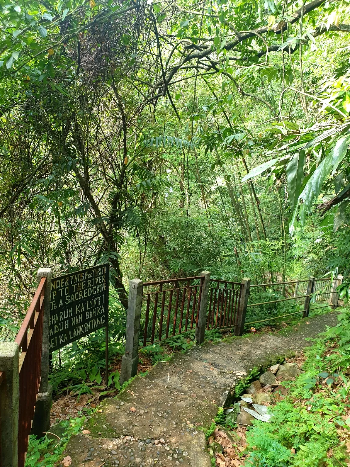 Photo of Double Decker Living Root Bridge By Ajit Sharma